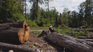 Best Firewood Processing and Delivery  in Archdale, NC