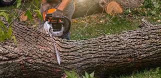 Best Lot and Land Clearing  in Archdale, NC
