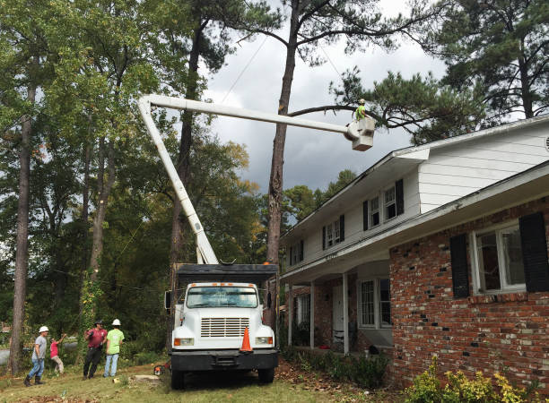 How Our Tree Care Process Works  in  Archdale, NC