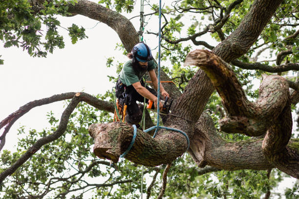 Best Fruit Tree Pruning  in Archdale, NC