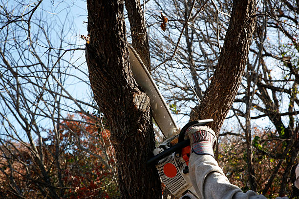 Best Arborist Consultation Services  in Archdale, NC