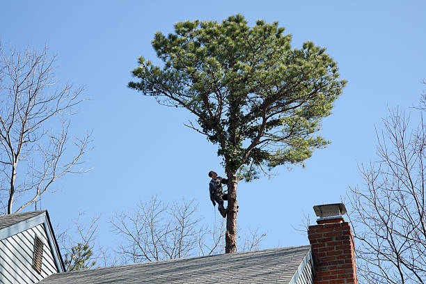 Best Aeration Services  in Archdale, NC